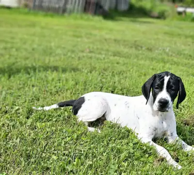 English Pointer puppies, View more