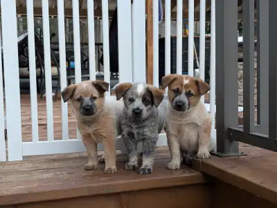 Border Collie Heeler Cross Puppies, View more