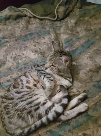 SPÉCIAL Beau chat de Bengale âgé de 3 ans couleur Silver, View more