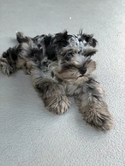 Toy Schnauzer MÂLE, View more