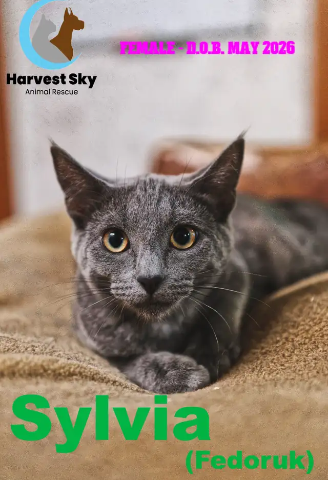 -HARVEST SKY ANIMAL RESCUE- 12 KITTENS & 9 CATS AVAILABLE | Registered ...