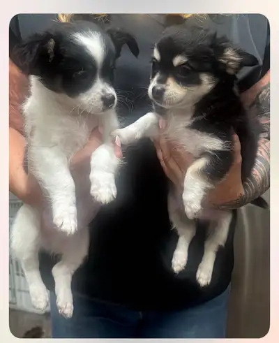 Pure Race 2 magnifiques Males  Chihuahuas à Poils Longs, View more