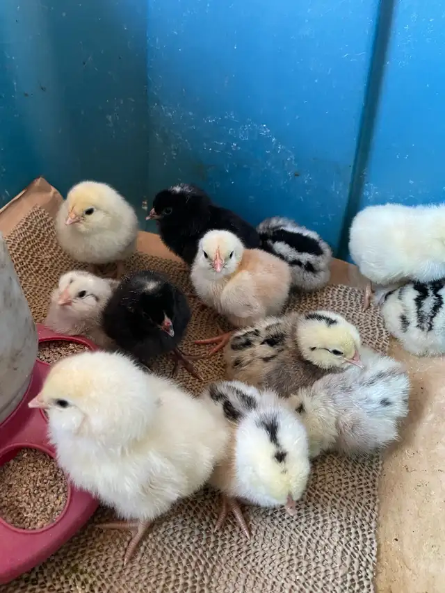 chicks chickens in Livestock in 100 Mile House - Image 4