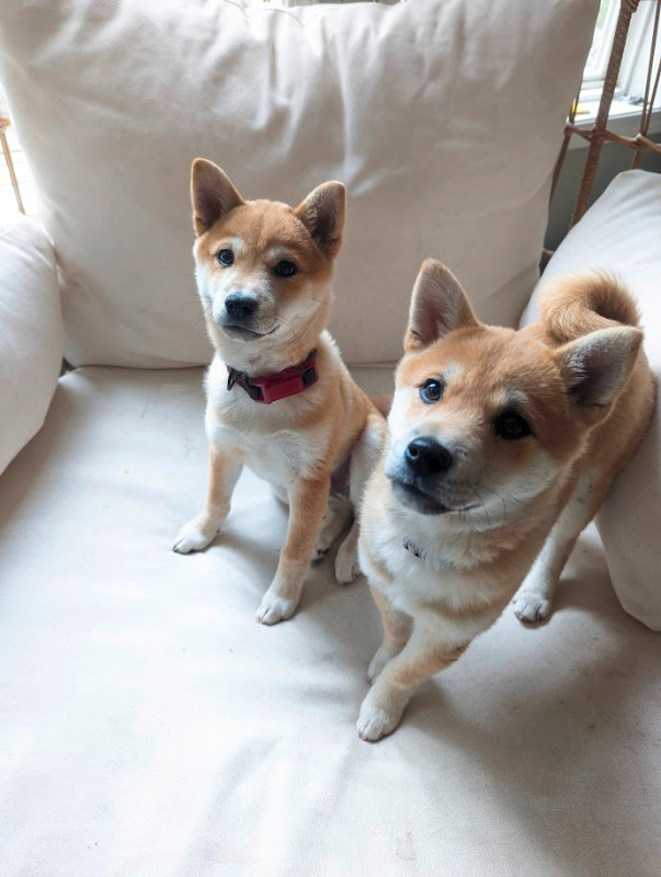 Shiba Inu Puppies in Dogs & Puppies for Rehoming in Burnaby/New Westminster