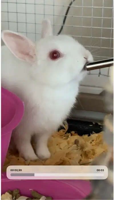 Je dois malheureusement me séparer de mon bébé lapin, causer par des allergies. Je donne donc le lap...