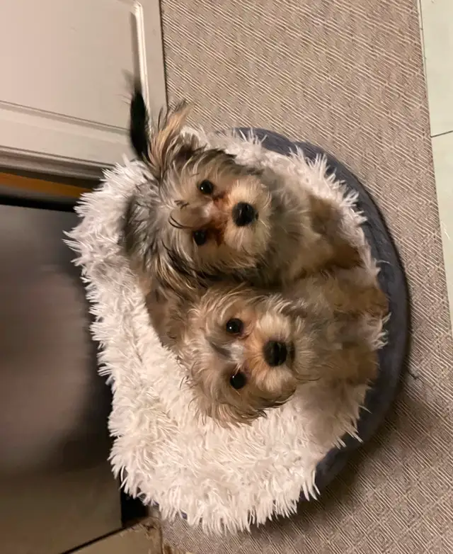 ❤️ only 2 left Adorable Teddy Bear Biewer Yorkie  puppies in Dogs & Puppies for Rehoming in Edmonton - Image 12