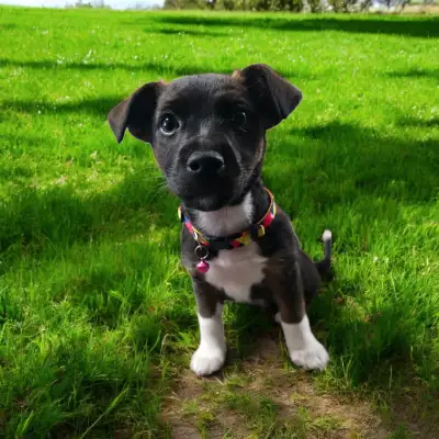 ONE GIRL LEFT Jack Russell x mini aussie READY TO GO!, View more