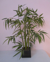 Plante décorative Bambou