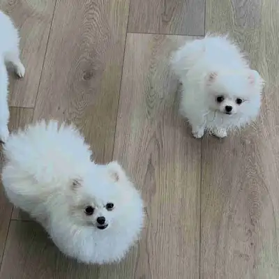 Korean bloodline teacup  Pomeranian pups ❤️, View more