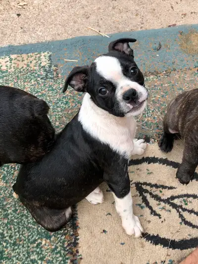 Boston puppies, View more