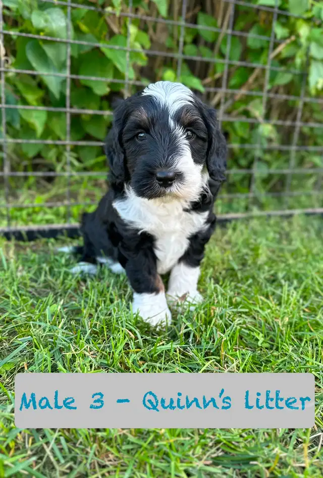 Aussie-Sheepadoodle puppies in Dogs & Puppies for Rehoming in Calgary - Image 7