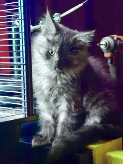 MaineCoon F Black Smoke ✨, View more