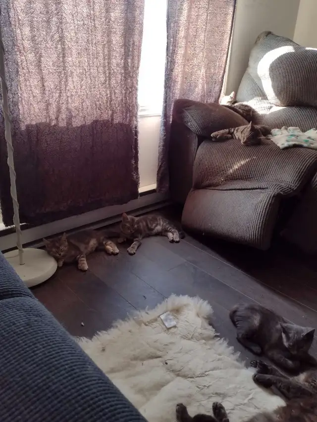 Three kittens for rehoming in Cats & Kittens for Rehoming in Saint-Hyacinthe - Image 7