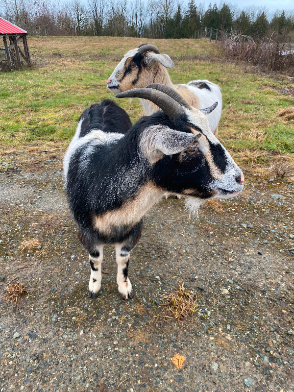 Two female goats for Sale in Livestock in Abbotsford - Image 3