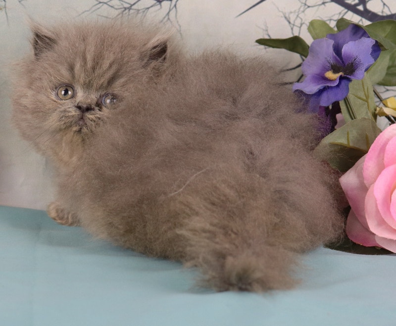 PERSIAN KITTENS LILAC, CHOCOLATE SILVER TABBY, TORTIE POINT, Cats