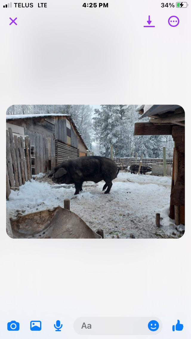 Proven breeding boat  in Livestock in Burns Lake - Image 2