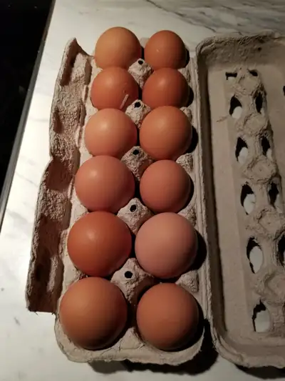 Large Brown chicken Eggs, View more