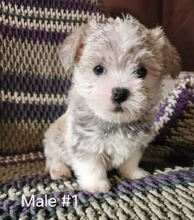 Most adorable Morkie puppies, View more