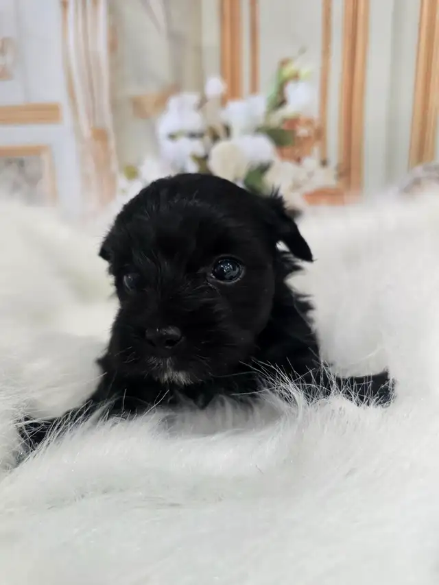 YORKSHIER TERRIER PUPPIES in Dogs & Puppies for Rehoming in Oshawa / Durham Region - Image 5