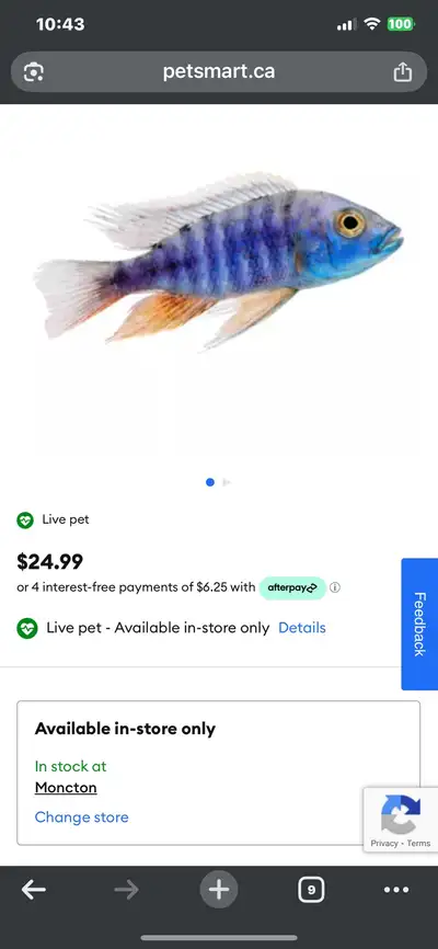 cichlids , View more
