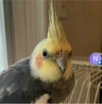 2 Lovely Tamed Male Cockatiels with Cage for Sale. $400.00