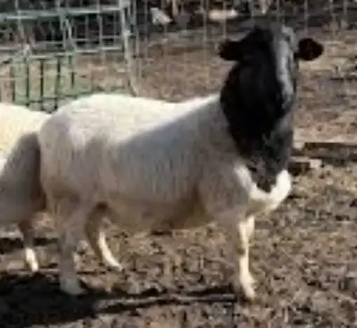 Looking to buy a Dorper Ram, View more