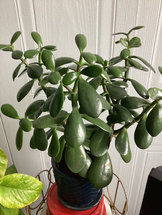 PLUSIEURS PLANTES SUCCULENTES INCLUANT LEURS POTS LUXUEUX !!! dans Autre  à Laval/Rive Nord