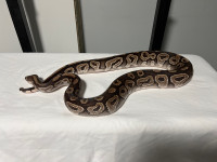 Male proven Mojave ball python 