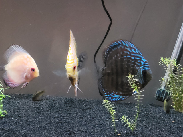 Group of 8 discus. in Fish for Rehoming in Oshawa / Durham Region - Image 4