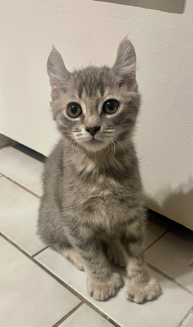 Magnifiques HLYNX dans Chats et chatons à adopter  à Ville de Québec