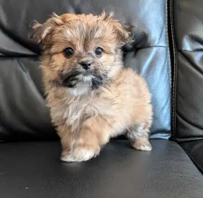 MALSHI PUPPY (Maltese - Shih-tzu), View more