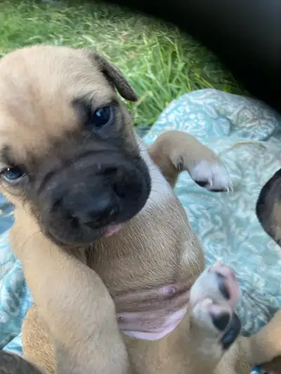 Càne Corso puppies , View more