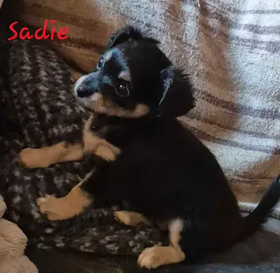These guys were born April 28th, and will be ready to go June 23rd. 3 females and 1 male. Mom is a B...
