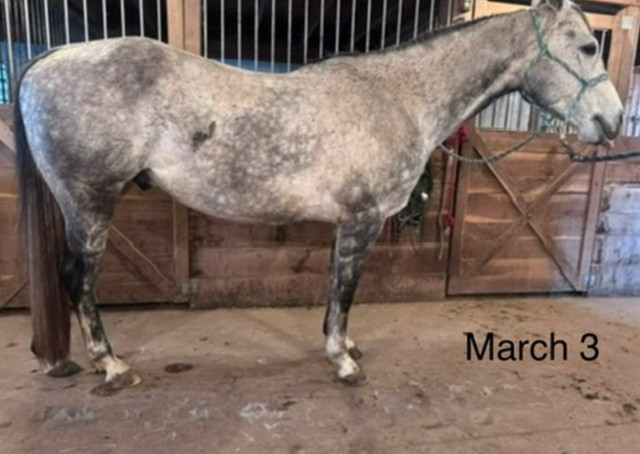 15%  Horse Lick 40lbs or 125lbs  in Equestrian & Livestock Accessories in London - Image 2