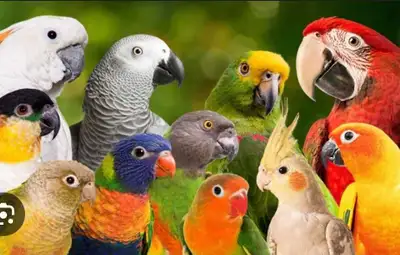 UNWANTED BIRDS or PARROTS , View more
