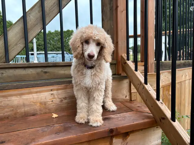 CKC Standard Poodle Puppies in Dogs & Puppies for Rehoming in City of Montréal - Image 2