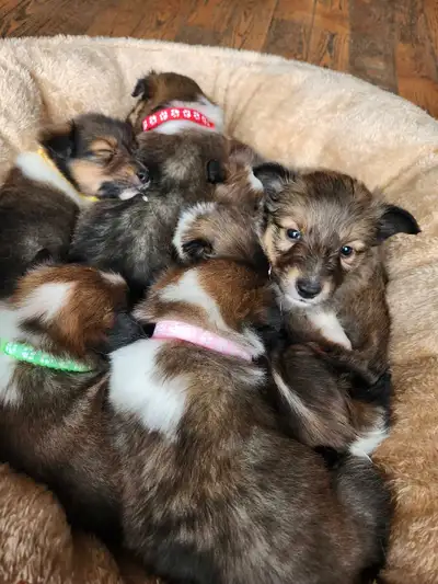 Chiots shetland a vendre. 4 mâles et 2 femelles. Les chiots sont élevés dans un environnement famili...