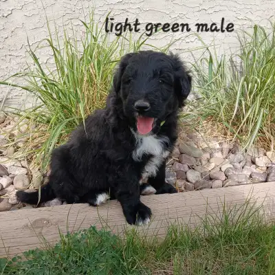 Cadoodle puppies, View more