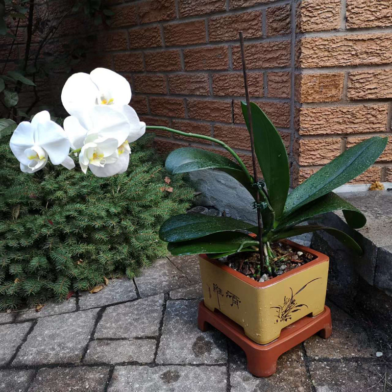 Orchids in ceramic pots for sale  