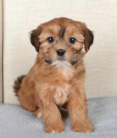 Cute Morkie Puppies Ready For New Homes, View more