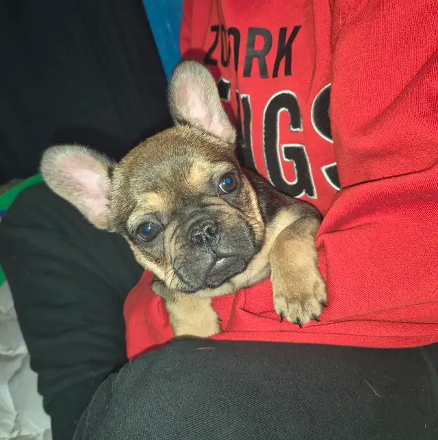 Bouledogue francais in Dogs & Puppies for Rehoming in Laurentides - Image 8