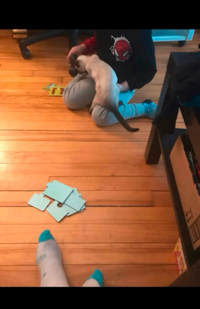 ❤️❤️❤️Bébé chatons pure siamois ❤️ Baby Siamese dans Chats et chatons à adopter  à Ville de Montréal