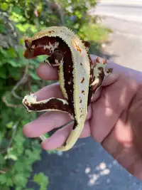 100% HET AXANTHIC LILLY WHITE CRESTED GECKO MALE