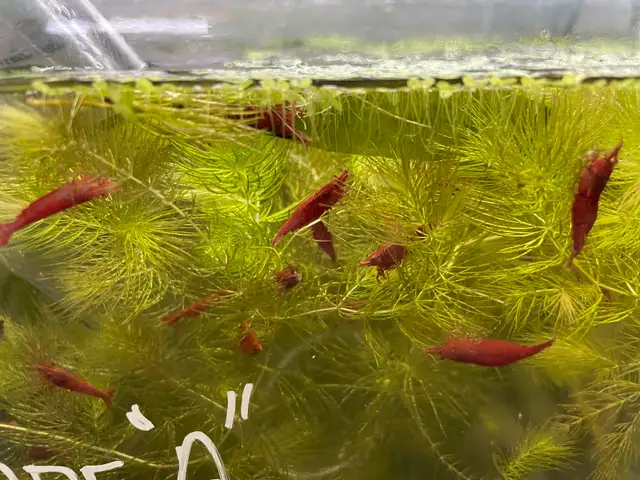 Supreme Red Cherry Shrimp in Fish for Rehoming in Hamilton - Image 3