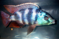 African Cichlids - VC 10