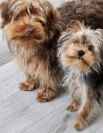 11 month old Yorkies, View more