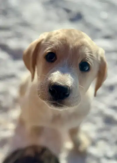 Pyrador - Black Lab x Pyrenees Pups!, View more