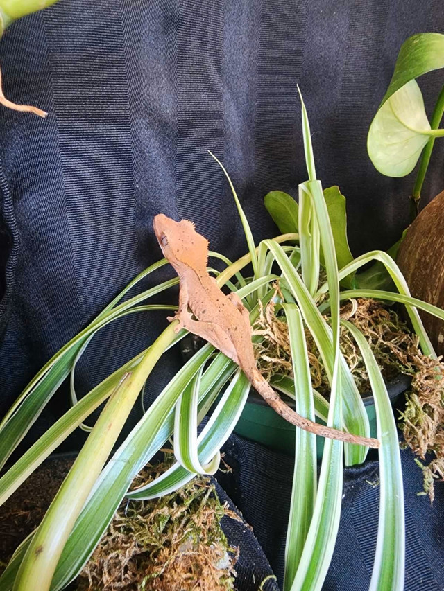 Red dalmation crested gecko in Reptiles & Amphibians for Rehoming in Delta/Surrey/Langley - Image 3