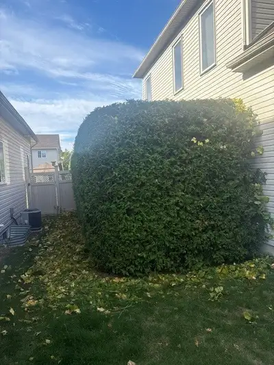 Cedar Hedge Trimming in Kanata/Stittsville/Barrhaven/West Ottawa Free estimates Clean up and removal...