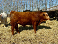 Purebred Simmental Bull Available